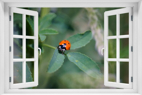 Fototapeta Naklejka Na Ścianę Okno 3D - ladybug on green leaf