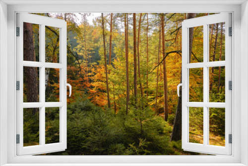 Fototapeta Naklejka Na Ścianę Okno 3D - Wald in der sächsischen Schweiz