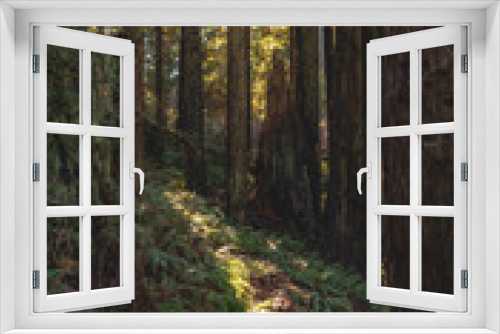 Fototapeta Naklejka Na Ścianę Okno 3D - Redwood path 