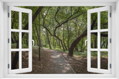 Fototapeta Naklejka Na Ścianę Okno 3D - Walkway in the park with green trees. Beautiful landscape of summer forest.