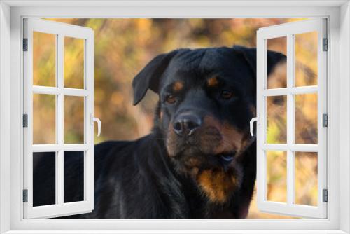 Fototapeta Naklejka Na Ścianę Okno 3D - Rottweiler Close Up Face Autumn
