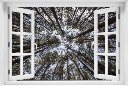 Fototapeta Naklejka Na Ścianę Okno 3D - View from the forest floor