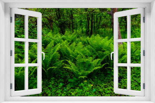 Fototapeta Naklejka Na Ścianę Okno 3D - Green fern plants in the forest on spring
