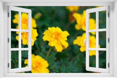 Fototapeta Naklejka Na Ścianę Okno 3D - Marigold yellow flowers with green leaf