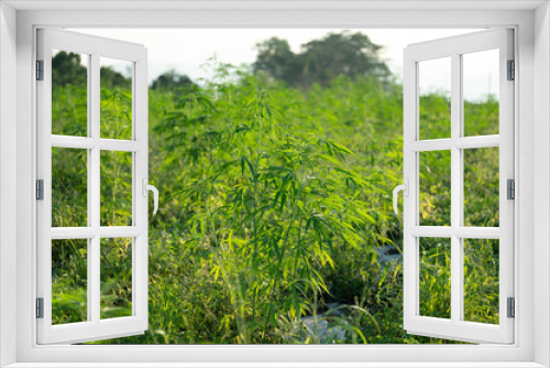 Fototapeta Naklejka Na Ścianę Okno 3D - One of the first legal Industrial Hemp Farms growing Cannabis sativa for CBD and fiber products