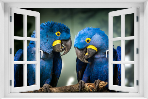 Fototapeta Naklejka Na Ścianę Okno 3D - blue and yellow macaw