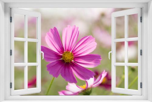Fototapeta Naklejka Na Ścianę Okno 3D - Beautiful pink cosmos flower in the garden