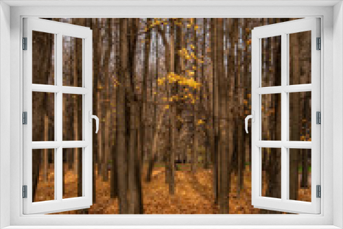 Fototapeta Naklejka Na Ścianę Okno 3D - In the Golden forest
