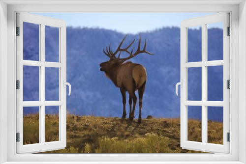 Fototapeta Naklejka Na Ścianę Okno 3D - Yellowstone bull elk