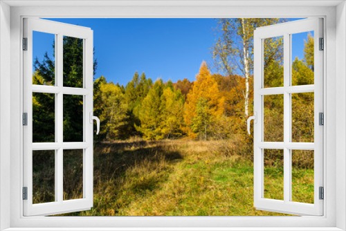 Fototapeta Naklejka Na Ścianę Okno 3D - Jesienny las Bieszczady