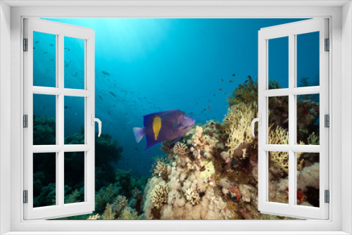 Fototapeta Naklejka Na Ścianę Okno 3D - Yellowbar angelfish and sun in the Red Sea.