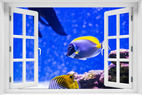 Fototapeta Naklejka Na Ścianę Okno 3D - Yellow-faced Angelfish swimming over a tropical coral reef