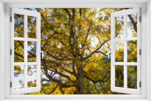 Fototapeta Naklejka Na Ścianę Okno 3D - Oak Tree in Fall