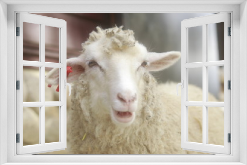 Fototapeta Naklejka Na Ścianę Okno 3D - 鳴く羊