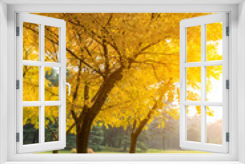 Fototapeta Naklejka Na Ścianę Okno 3D - Beautiful yellow ginkgo tree in nature park,autumn landscape.