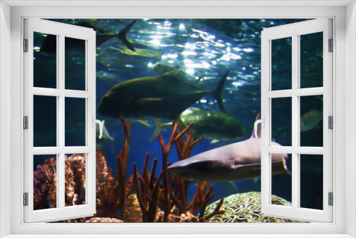 Fototapeta Naklejka Na Ścianę Okno 3D - A little shark swims at the bottom of the ocean among other fish. Sailing along with corral, reefs and stones. The underwater world in the sun. Flora and fauna of the ocean.