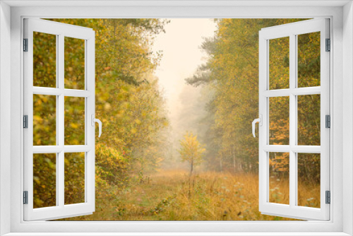Fototapeta Naklejka Na Ścianę Okno 3D - Moody melancholic autumnal landscape in the forest on a morning with dense fog and beautiful yellow trees and meadow. Seen in October in Germany