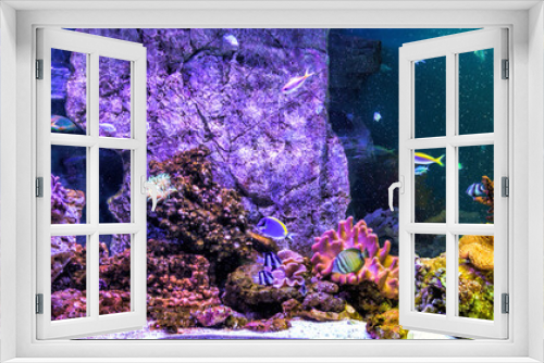 Fototapeta Naklejka Na Ścianę Okno 3D - Panoramic aquarium with tropical fish and corals
