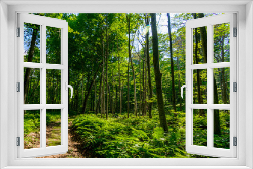 Fototapeta Naklejka Na Ścianę Okno 3D - path trough ferns in forest