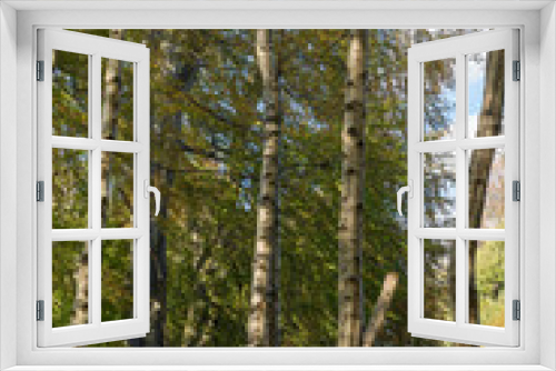 Fototapeta Naklejka Na Ścianę Okno 3D - Autumn in Swinton Woods
