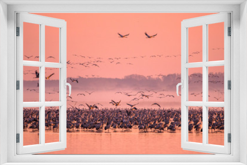 Fototapeta Naklejka Na Ścianę Okno 3D - Beautiful photography of a huge flock of birds. Common Cranes (Grus grus). Hortobagy National Park. Hungary.