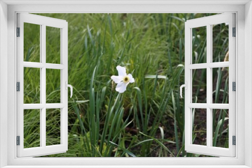 Fototapeta Naklejka Na Ścianę Okno 3D - white flower in grass
