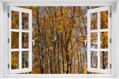 Fototapeta Naklejka Na Ścianę Okno 3D - Bright birch grove in a city park on a sunny autumn evening
