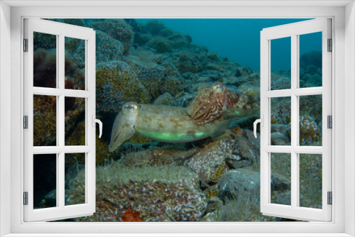 Fototapeta Naklejka Na Ścianę Okno 3D - Two cephalopods are mating under the sea
