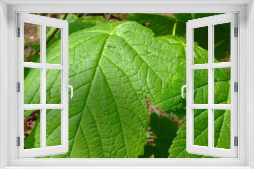 Fototapeta Naklejka Na Ścianę Okno 3D - big green leaf