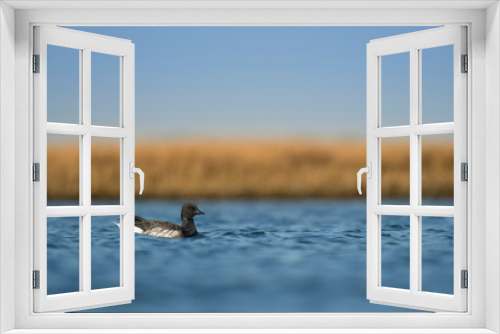 Fototapeta Naklejka Na Ścianę Okno 3D - A Brant swims in bright blue water in the sunlight with a smooth brown marsh grass background.