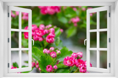 Fototapeta Naklejka Na Ścianę Okno 3D - Pink flowers in the garden stock