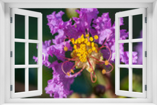 Fototapeta Naklejka Na Ścianę Okno 3D - Outdoor blooming purple crape myrtle macro close-up，Lagerstroemia indica