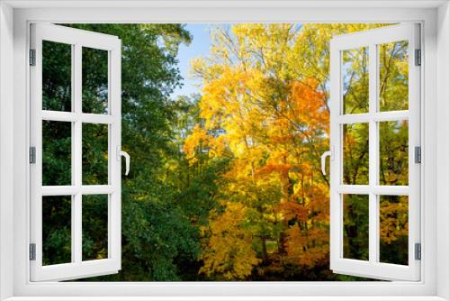 Fototapeta Naklejka Na Ścianę Okno 3D - Beautiful red, orange, yellow and green foliage of the trees during autumn season.