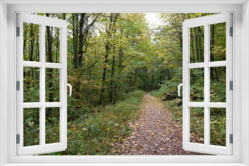 Fototapeta Naklejka Na Ścianę Okno 3D - Der Waldspaziergang