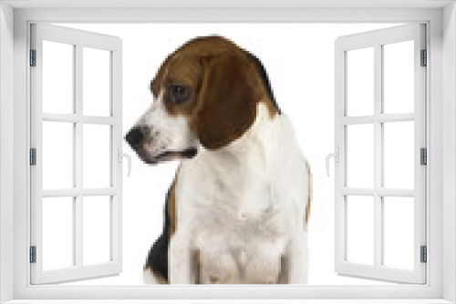 Fototapeta Naklejka Na Ścianę Okno 3D - beagle mom