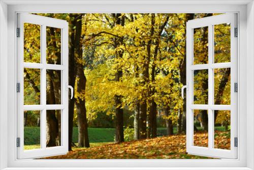 Fototapeta Naklejka Na Ścianę Okno 3D - autumn trees