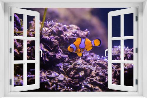 Fototapeta Naklejka Na Ścianę Okno 3D - Blurred the Ocellaris Clownfish in marine aquarium.Orange nemo clown fish.	