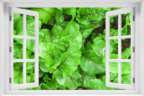 Fototapeta Naklejka Na Ścianę Okno 3D - natural background of green beet leaves