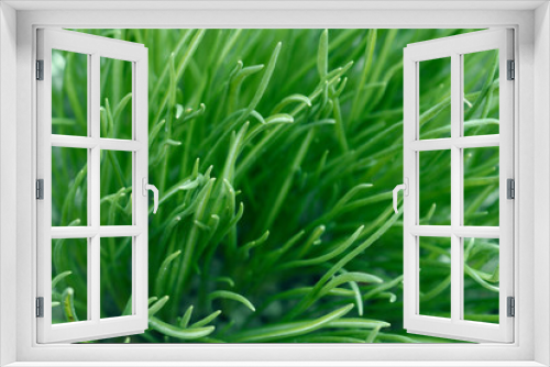 Fototapeta Naklejka Na Ścianę Okno 3D - grass lawn closeup