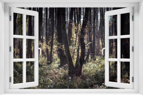 Fototapeta Naklejka Na Ścianę Okno 3D - wild forest