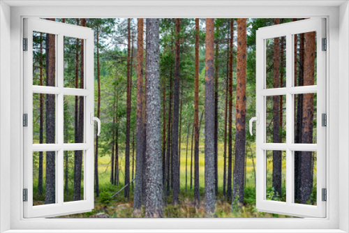 Fototapeta Naklejka Na Ścianę Okno 3D - green forest, sweden