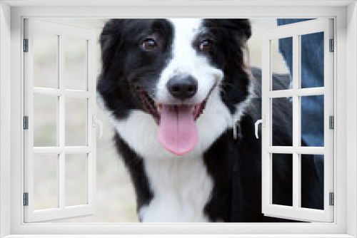 Fototapeta Naklejka Na Ścianę Okno 3D - Young Black and White Border Collie sitting obediently