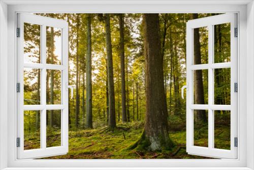 Fototapeta Naklejka Na Ścianę Okno 3D - Wald Bäume Nadelbäume Moos