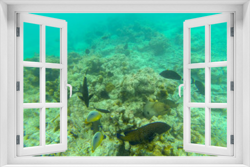 Fototapeta Naklejka Na Ścianę Okno 3D - Moray eel (Muraenidae) underwater at maldives