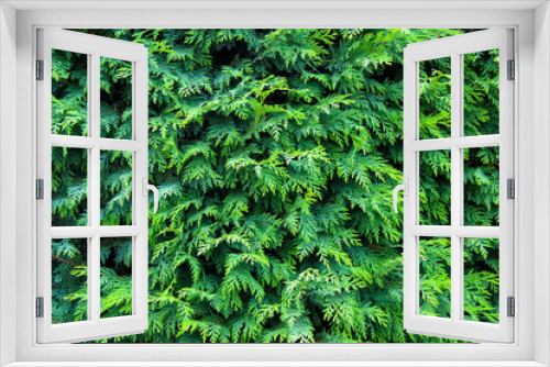 Fototapeta Naklejka Na Ścianę Okno 3D - Branches of evergreen trees as a background