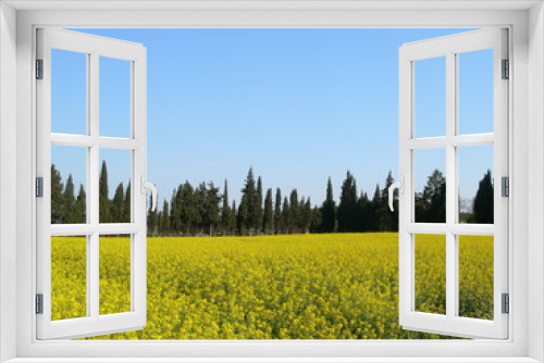 Fototapeta Naklejka Na Ścianę Okno 3D - champ de colza