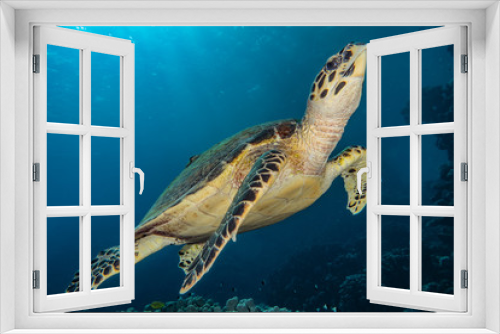 Fototapeta Naklejka Na Ścianę Okno 3D - sea turtle in the Red Sea, dahab, blue lagoon sinai