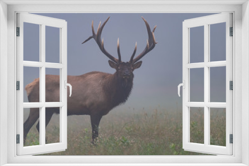 Fototapeta Naklejka Na Ścianę Okno 3D - Bull Elk in the morning mist.