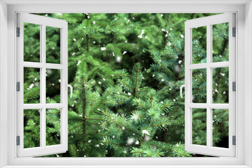 Fototapeta Naklejka Na Ścianę Okno 3D - Beautiful coniferous trees for Christmas sale in greenhouse