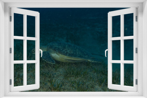 Fototapeta Naklejka Na Ścianę Okno 3D - sea turtle in the Red Sea, dahab, blue lagoon sinai